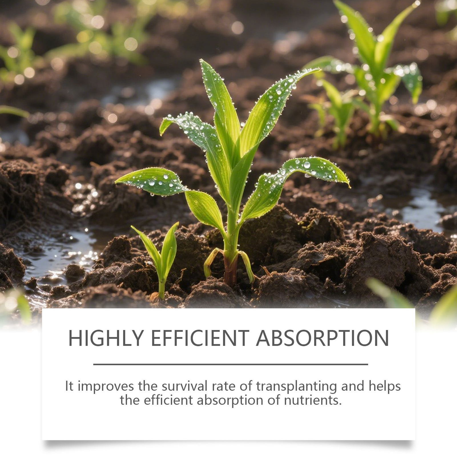 Root Stimulator Liquid - Root Booster For Plants Natural Concentrate