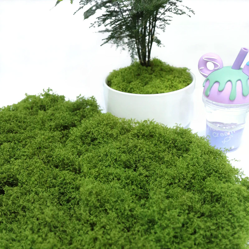 50g Fake Moss DIY Crafts Grass - Sphagnum Moss Dry avaliação e preço