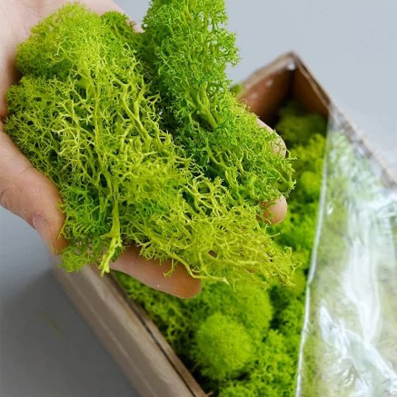 20/40/100g Eternal Life Moss D - Sphagnum Moss Dry avaliação e preço