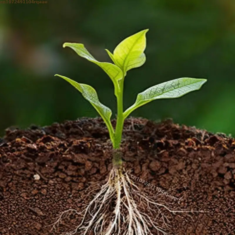 Plant Rooting Powder Indole Bu - Rooting Hormone Powder avaliação e preço