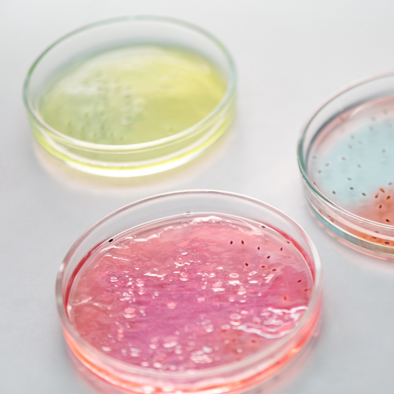 Glass Petri Dish Laboratory Us - Agar Tissue Culture avaliação e preço