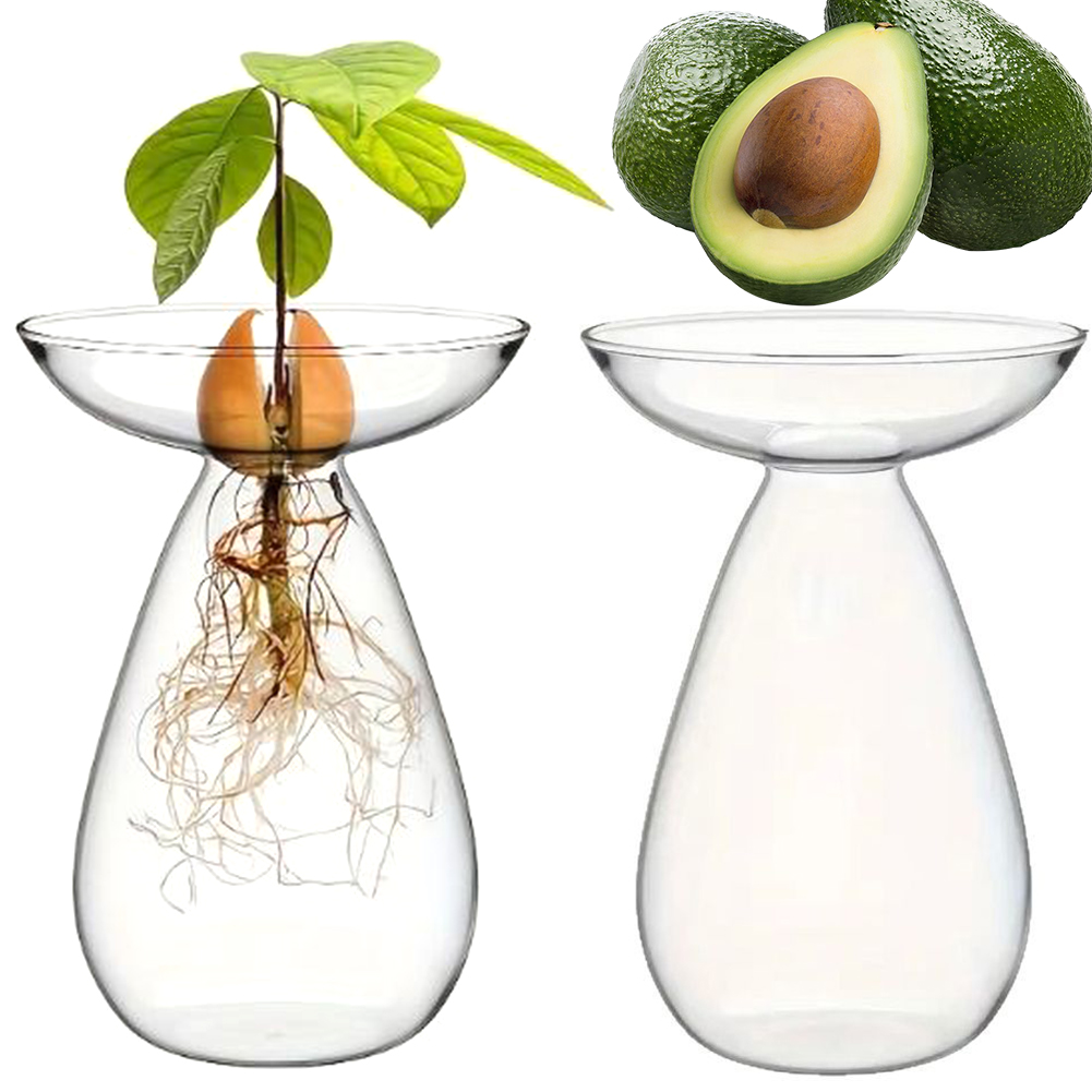 Avocado Seed Starter Hydroponi - Propagation Station Vase avaliação e preço