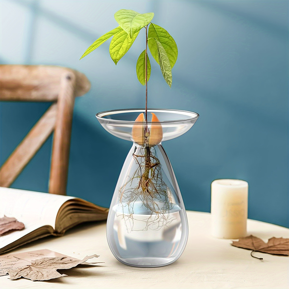 Avocado Seed Starter Hydroponi - Propagation Station Vase avaliação e preço