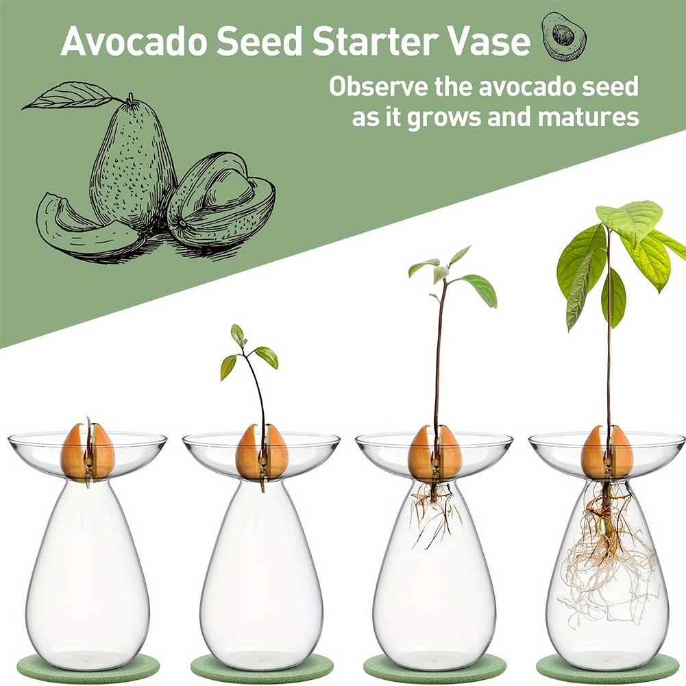Avocado Seed Starter Hydroponi - Propagation Station Vase avaliação e preço