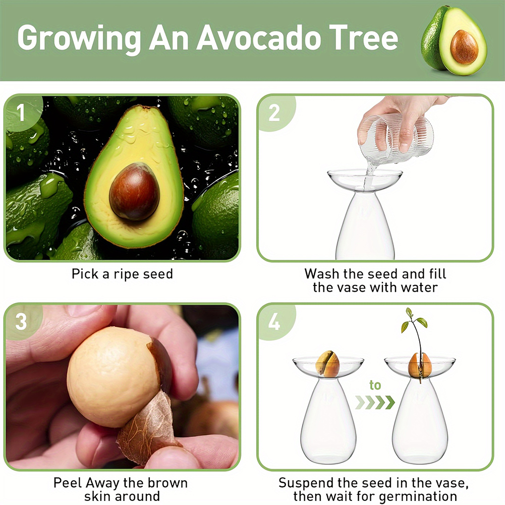 Avocado Seed Starter Hydroponi - Propagation Station Vase avaliação e preço