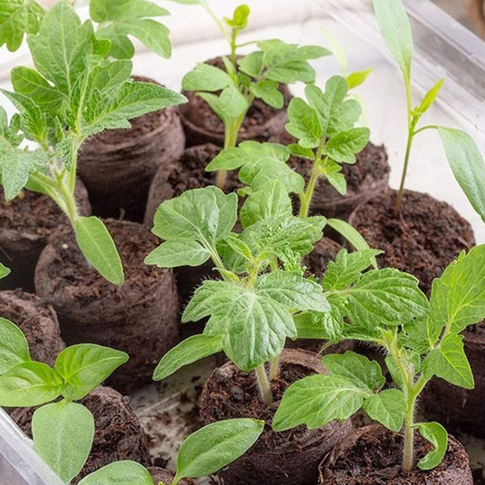 100 Piece Potting Mix Trays 30 - Peat Pellet Tray avaliação e preço