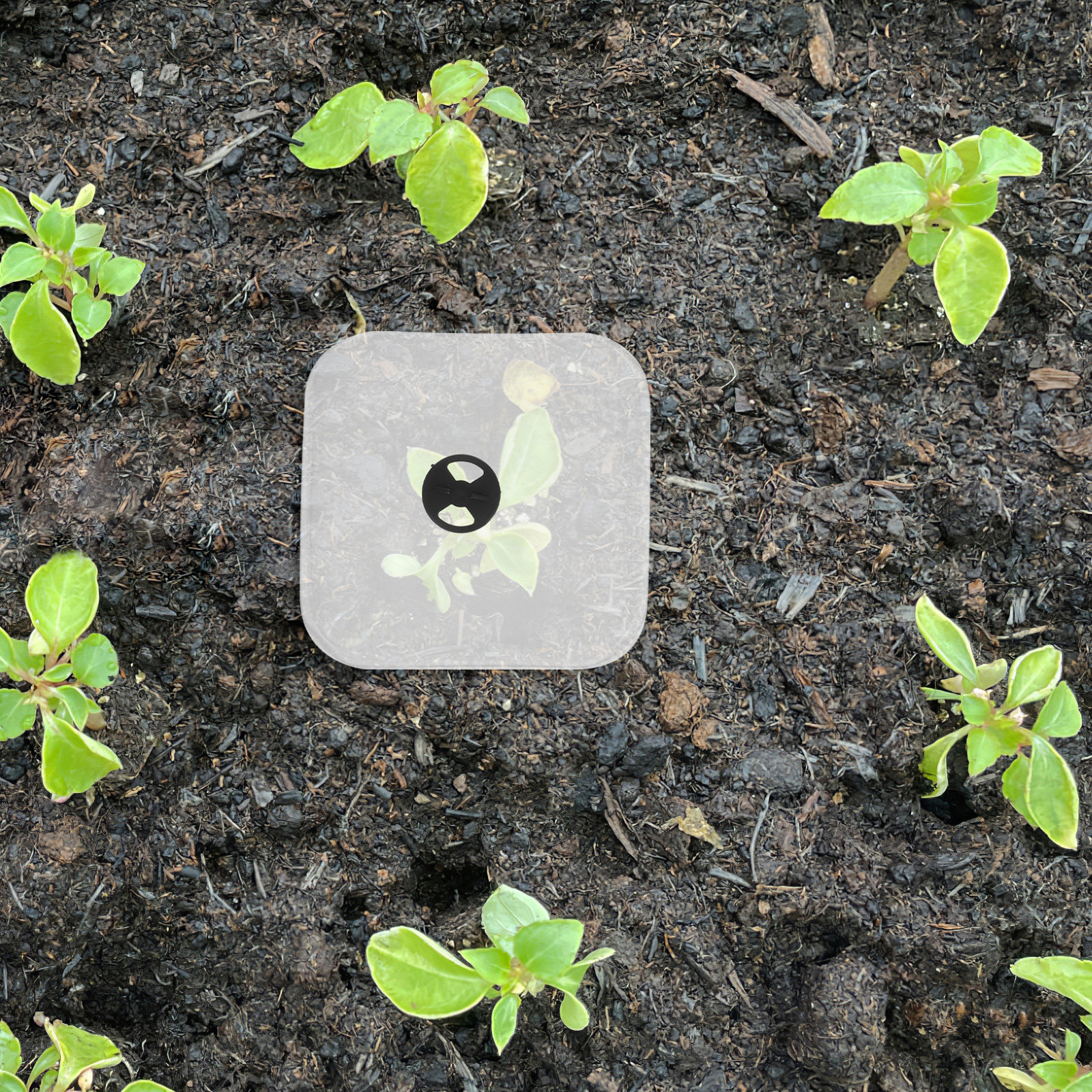 6Pcs Plant Cover Humidity Dome - Plastic Dome Clear avaliação e preço