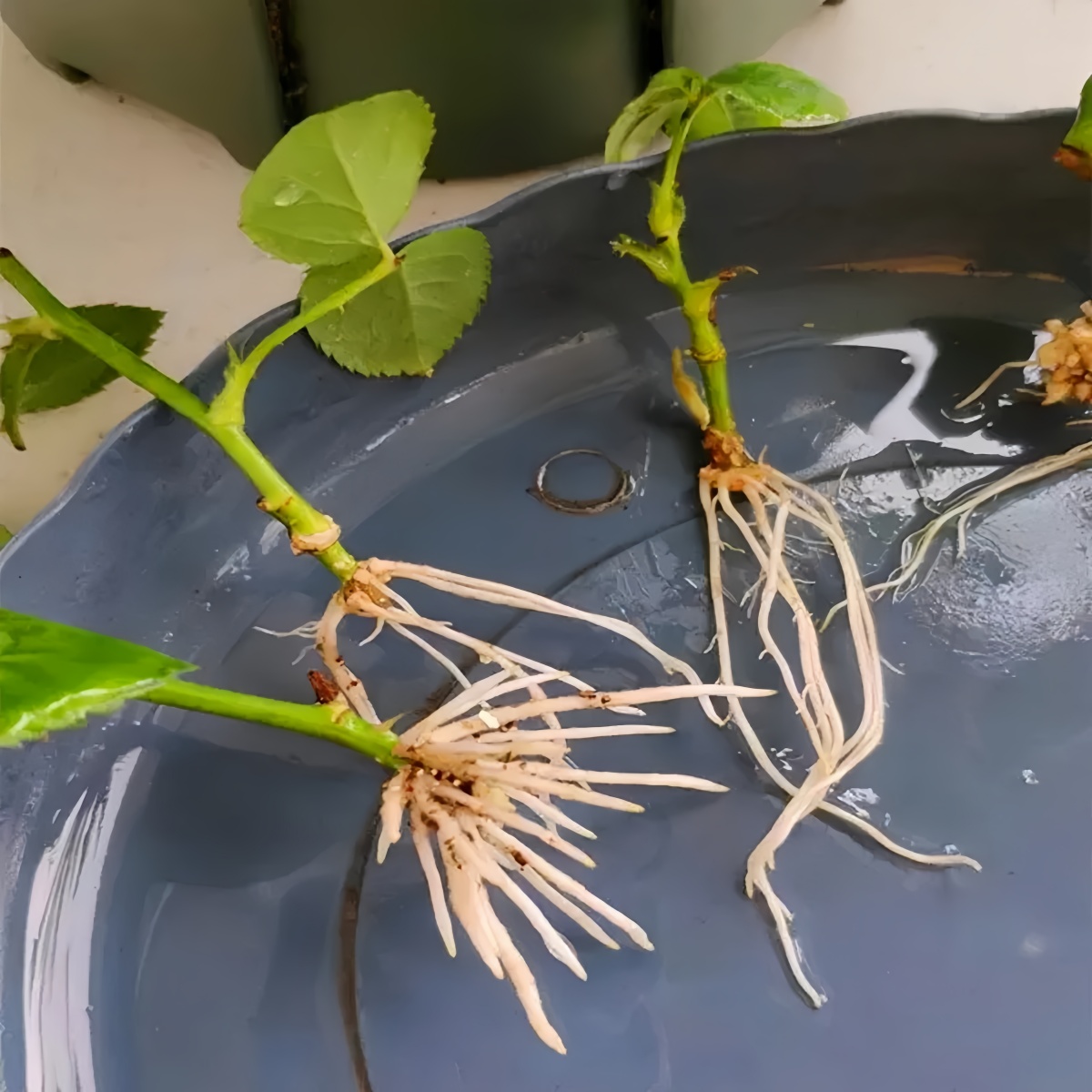 3-indoleacetic Acid IAA Auxina - Rooting Hormone Powder avaliação e preço