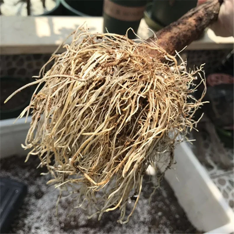 10g Quickly Rooting Powder Hor - Rooting Hormone Powder avaliação e preço