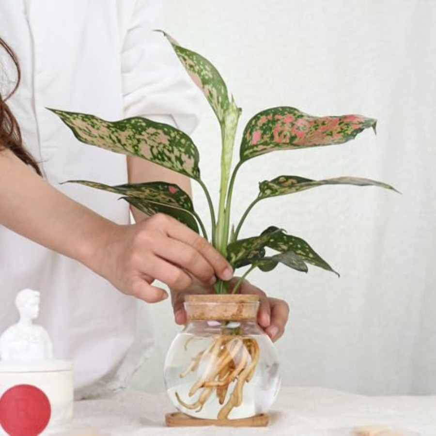 Plant Propagation Station, Hyd - Propagation Station Vase avaliação e preço