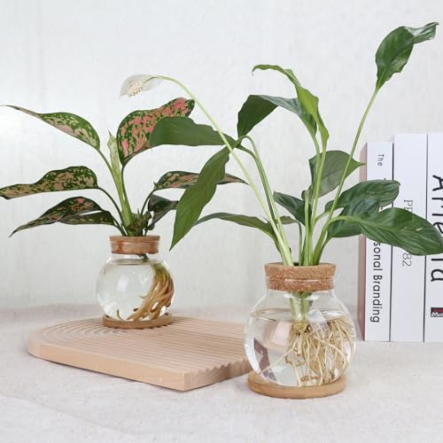 Plant Propagation Station, Hyd - Propagation Station Vase avaliação e preço