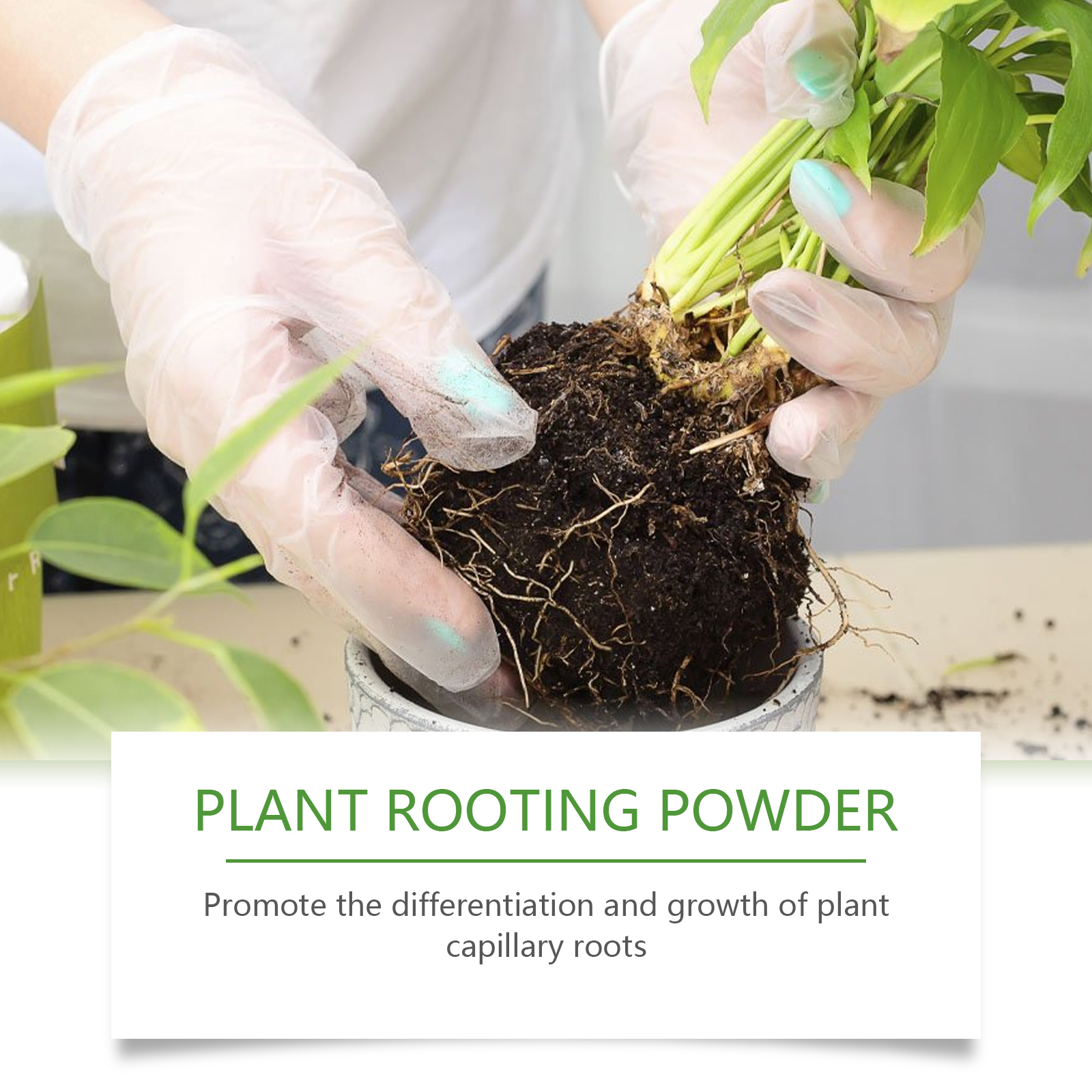 100g Plant Rooting Powder for  - Rooting Hormone Powder avaliação e preço